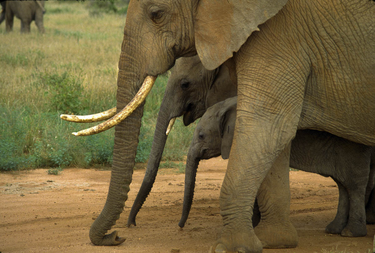 elephant family
